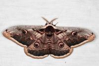 Saturnia pyri