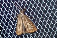 Chrysoteuchia culmella
