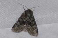 Oligia strigilis/versicolor