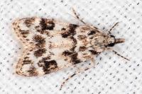 Eudonia delunella