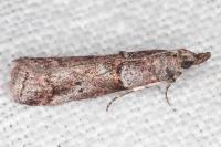 Acrobasis obliqua
