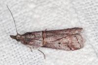 Acrobasis obliqua