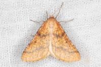 Aspitates ochrearia