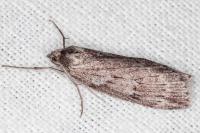Pachycnemia hippocastanaria hippocastanaria