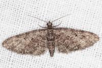 Eupithecia cocciferata
