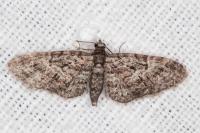 Eupithecia dodoneata