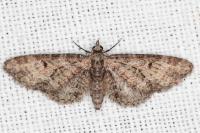 Eupithecia irriguata