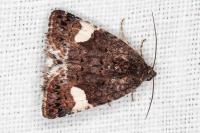 Tyta luctuosa