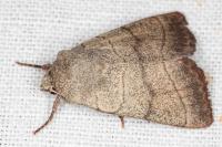 Charanyca trigrammica