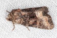 Oligia latruncula