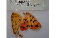 Diacrisia purpurata
