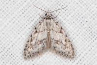 Nola cicatricalis