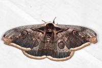 Saturnia pyri