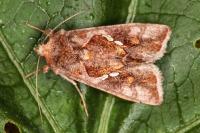Chrysodeixis chalcites