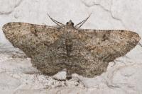 Peribatodes rhomboidaria rhomboidaria