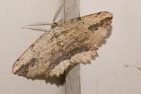 Menophra abruptaria