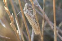 Agriphila inquinatella