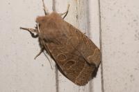 Orthosia cerasi
