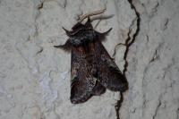 Diloba caeruleocephala