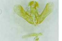 Eudonia angustea