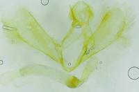 Eudonia mercurella
