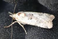 Epilecta linogrisea