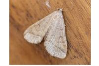 Zanclognatha lunalis