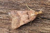 Stemmatophora brunnealis