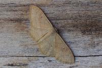 Idaea rubraria