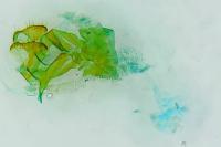 Pediasia contaminella