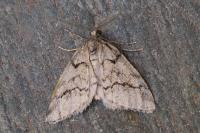 Tephronia lhommaria