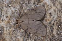 Paidia rica