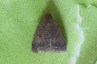Nodaria nodosalis