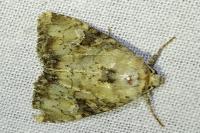 Apamea scolopacina