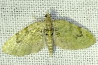 Chloroclystis v-ata