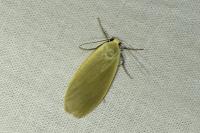 Collita griseola