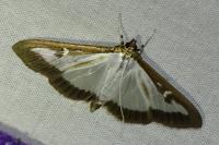 Cydalima perspectalis