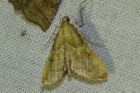 Endotricha flammealis
