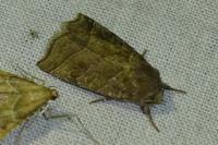 Ipimorpha retusa