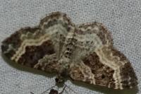 Epirrhoe alternata