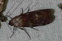 Phycita roborella