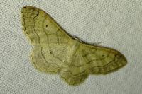 Idaea aversata