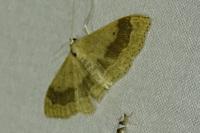 Idaea aversata