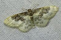 Idaea rusticata