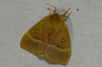Lasiocampa quercus quercus