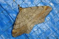 Macaria liturata