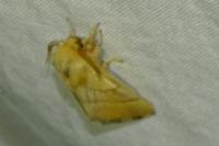 Malacosoma neustria