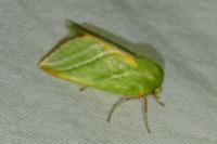 Pseudoips prasinanus