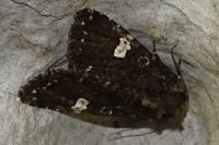 Melanchra persicariae