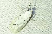 Myelois circumvoluta